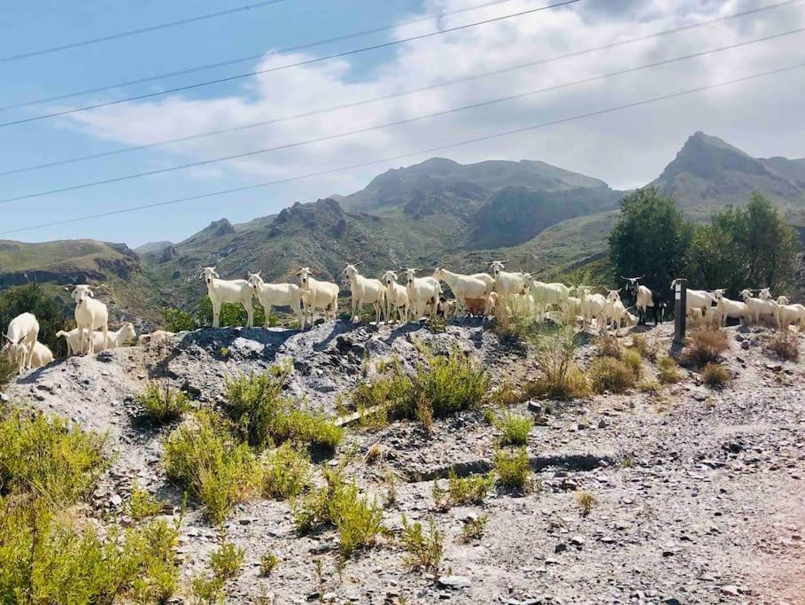 فيلا Casita Tranquila المرية المظهر الخارجي الصورة